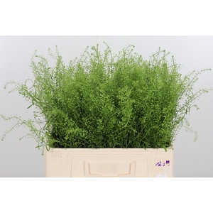 Lepidium Green Bell