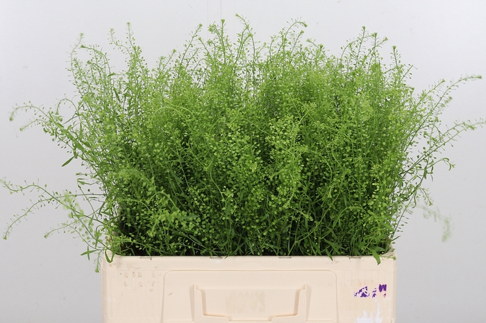 <h4>Lepidium Green Bell</h4>