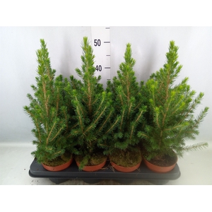 Picea glauca 'Conica'