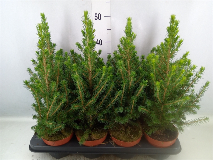 Picea glauca 'Conica'