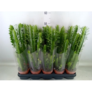 Euphorbia trigona