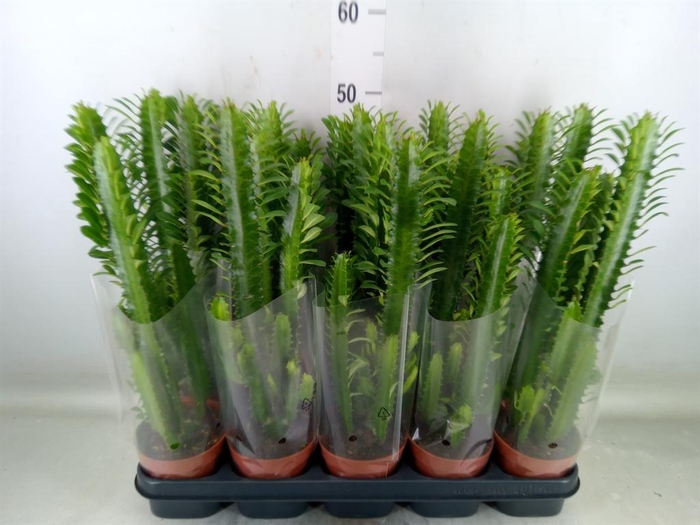 <h4>Euphorbia trigona</h4>