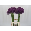 Allium Jackpot