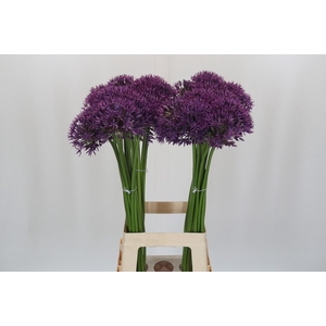 Allium Jackpot