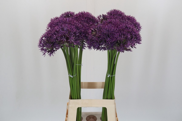 <h4>Allium Jackpot</h4>