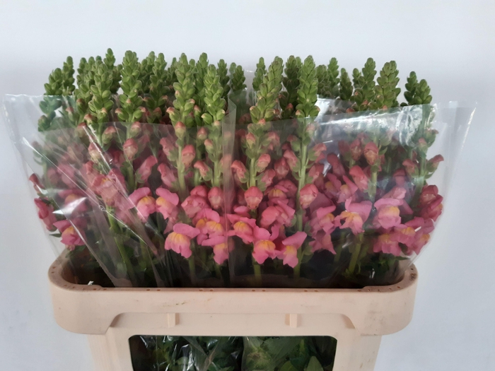 <h4>ANTIR ANTIBES ROSE</h4>