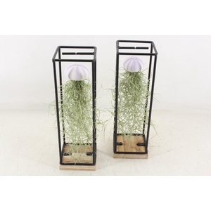 arr3 CP - Ijzer frame hang schelp