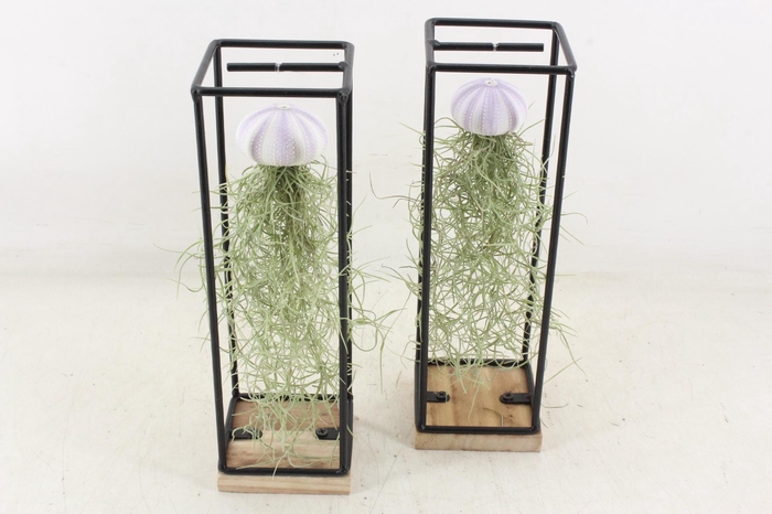 <h4>arr3 CP - Ijzer frame hang schelp</h4>