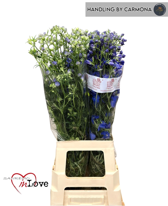 <h4>DELPH EN OV</h4>