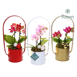 Planter zink met verlichting met Phalaenopsis