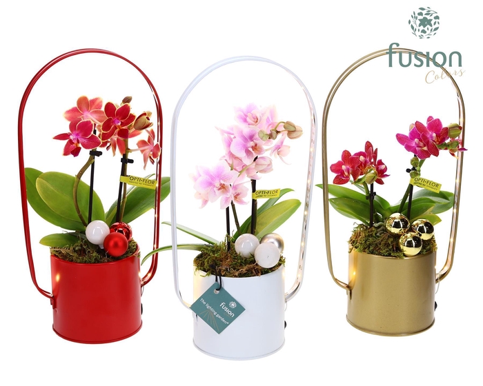 <h4>Planter zink met verlichting met Phalaenopsis</h4>