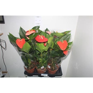 Anthu An Gem 3 Kl 4-5+