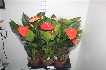 <h4>Anthu An Gem 3 Kl 4-5+</h4>