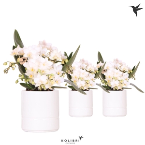 Kolibri Orchids Phalaenopsis Nazare 4 spike in Pastel pot white