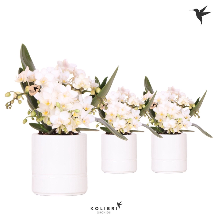 <h4>Kolibri Orchids Phalaenopsis Nazare 4 spike in Pastel pot white</h4>