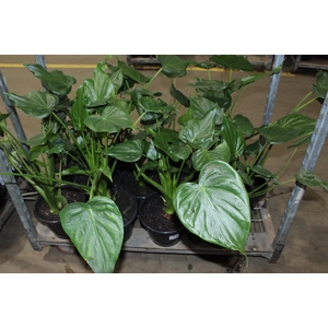 ALOCASIA CORAZON P24