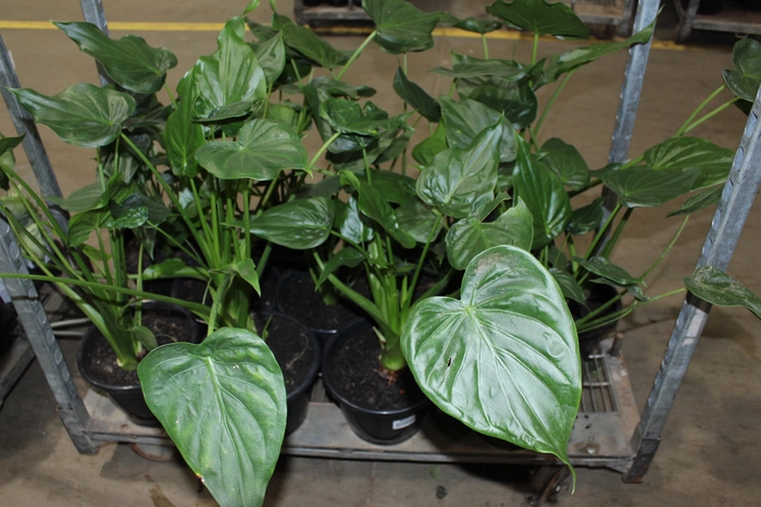 <h4>ALOCASIA CORAZON P24</h4>