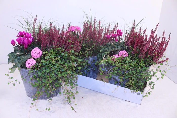 <h4>ARR TUINPLANTEN</h4>
