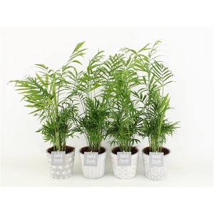 Chamaedorea in star pot