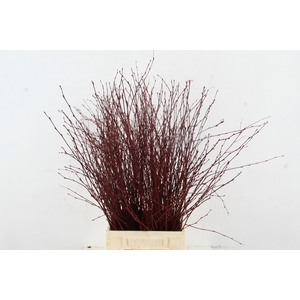 CORNUS ALBA SIBIRICA 100CM