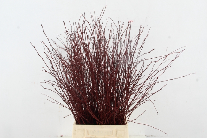 <h4>CORNUS ALBA SIBIRICA 100CM</h4>