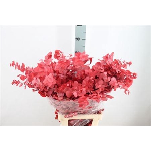 Euca Stuartiana Stabilizzata Red