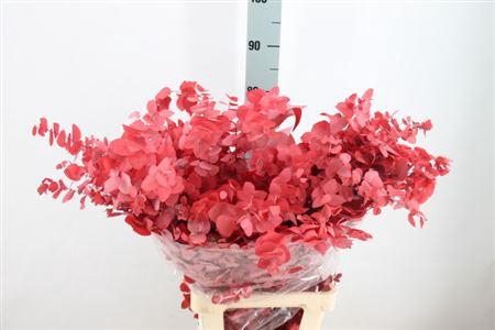 <h4>Euca Stuartiana Stabilizzata Red</h4>