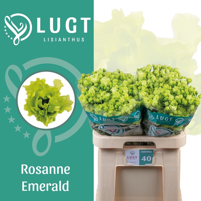 <h4>Lisianthus Rosanne Emerald</h4>