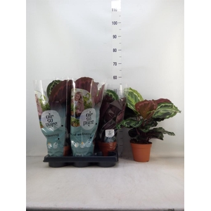 Calathea  'Medallion'