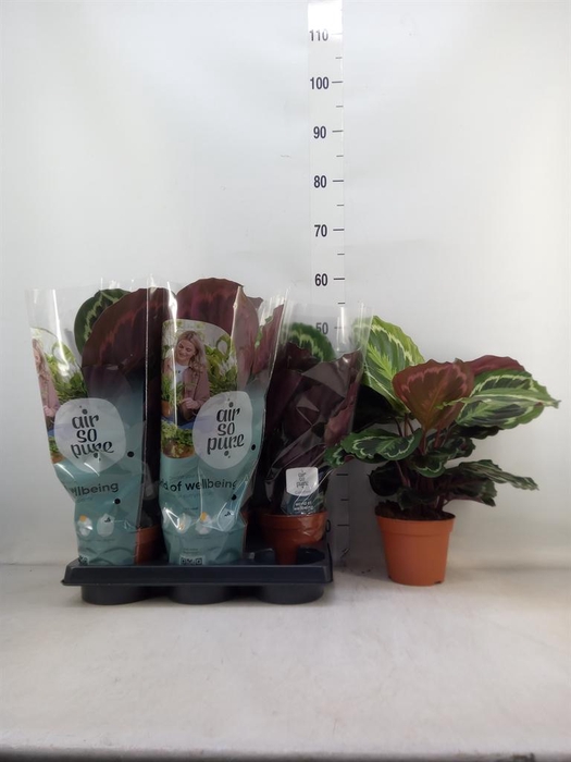 <h4>Calathea  'Medallion'</h4>