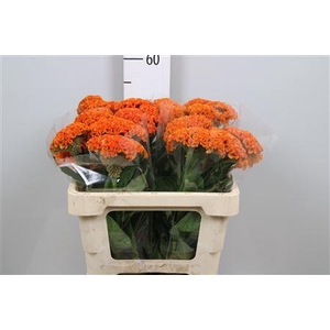 Cel C Reprise Orange