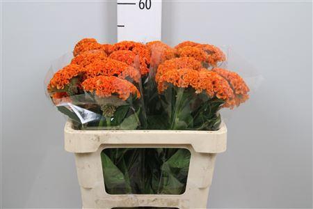 <h4>Cel C Reprise Orange</h4>