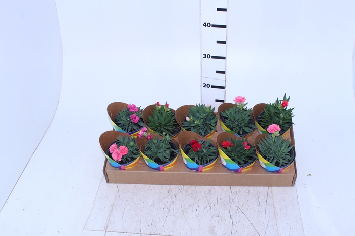 DIANTHUS DOBRADO P11