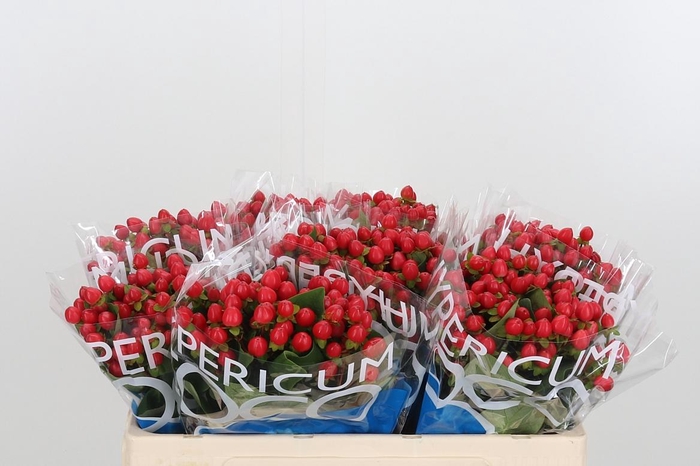 <h4>Hyp Coco Rio Rood</h4>