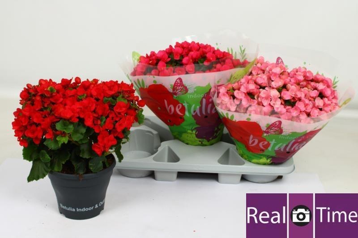 <h4>BEG EN BETULIA GEM</h4>