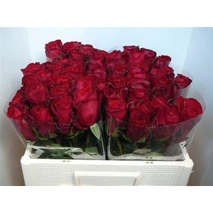 R Gr Madam Red (big)