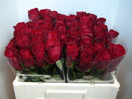 <h4>R Gr Madam Red (big)</h4>