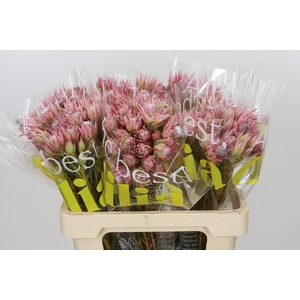 Blushing Bride Pink 2/5 Flowers