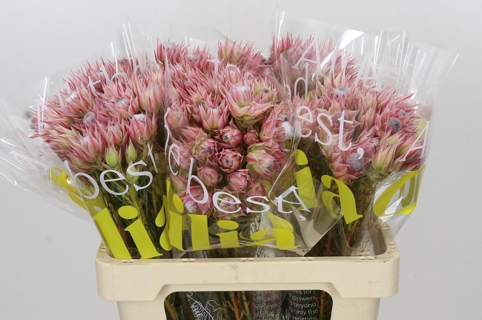 <h4>Blushing Bride Pink 2/5 Flowers</h4>