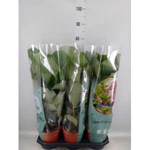 Calathea orbifolia