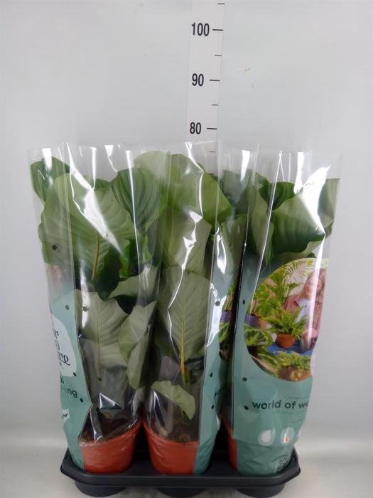 <h4>Calathea orbifolia</h4>