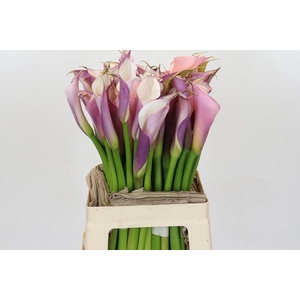 Zantedeschia Eydolls Purple White