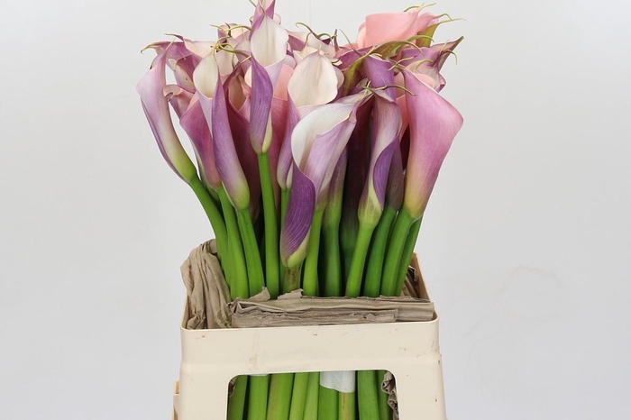 <h4>Zantedeschia Eydolls Purple White</h4>