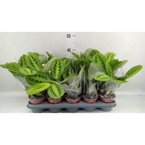 Maranta leuc. 'Lemon'