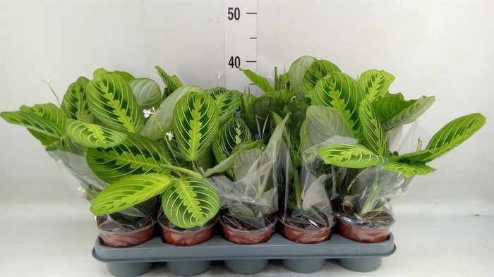<h4>Maranta leuc. 'Lemon'</h4>