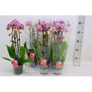 PHAL EL CASCADE