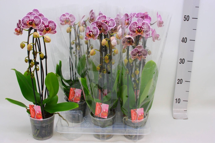 <h4>PHAL EL CASCADE</h4>