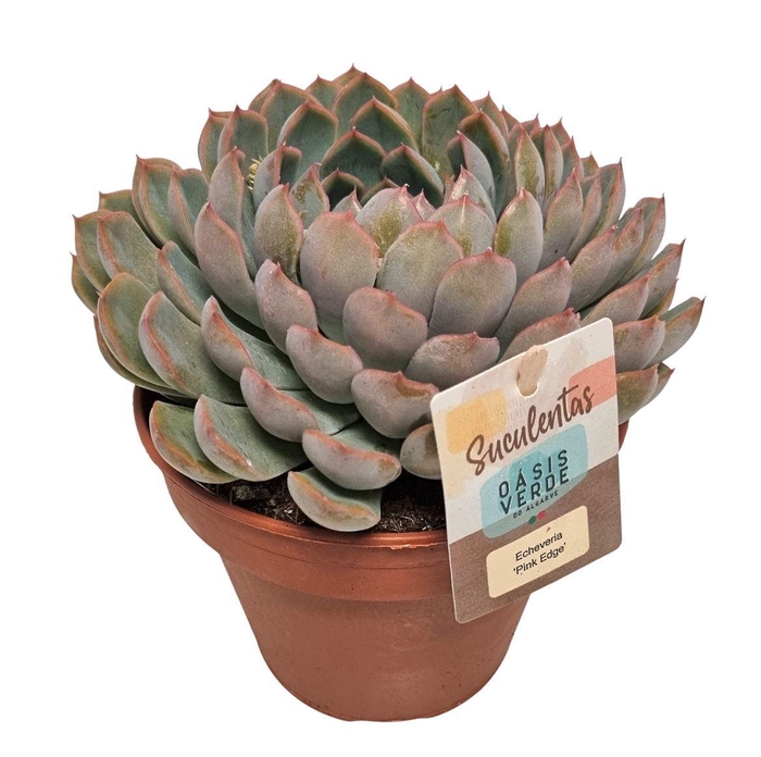<h4>Echeveria Pink Edge - 1154</h4>