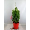 Juniperus chinensis 'Stricta'