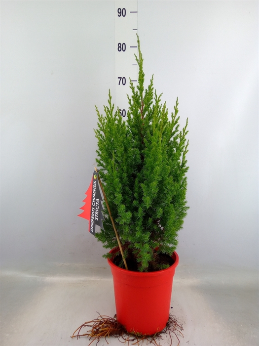 <h4>Juniperus chinensis 'Stricta'</h4>